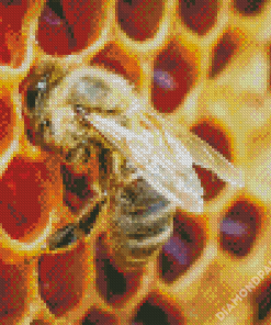 Honeycomb Bee Diamond Paintings