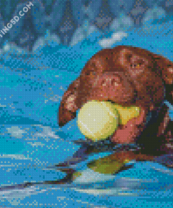 Dog In Pool Diamond Paintings