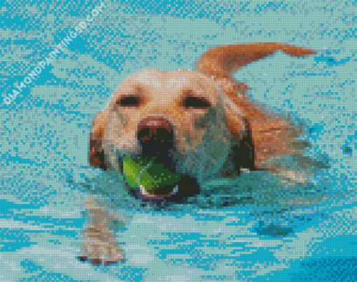 Dog Playing In Pool Diamond Paintings