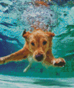 Beige Dogs In Pool Diamond Paintings