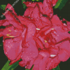 Pink Flowers Oleander Diamond Paintings