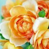 Aesthetic Peach Roses Diamond Paintings