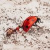 Aesthetic Ant And Ladybug Diamond Paintings
