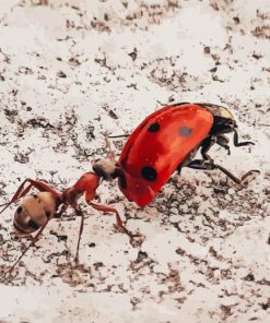 Aesthetic Ant And Ladybug Diamond Paintings