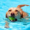 Dog Playing In Pool Diamond Paintings