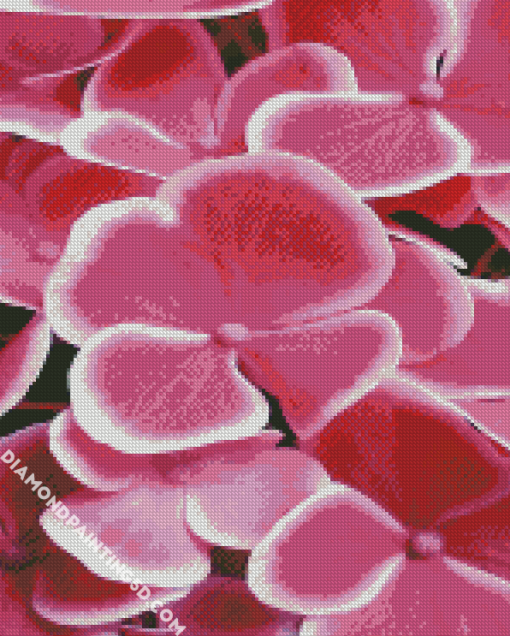 Fuchsia Flowers Diamond Paintings