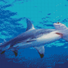 Hammerhead Shark Undersea Diamond Paintings