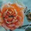 Frozen Peach Roses Diamond Paintings