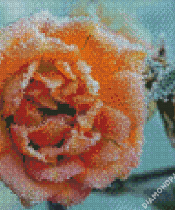Frozen Peach Roses Diamond Paintings
