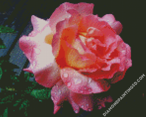 Roses With Rain Drops Diamond Paintings