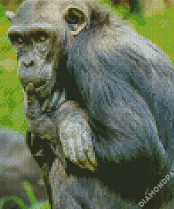 Bonobo Monkey Animal Diamond Paintings