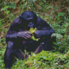 Bonobo Monkey Eating Diamond Paintings