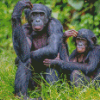 Bonobo Monkey Family Diamond Paintings