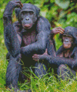 Bonobo Monkey Family Diamond Paintings