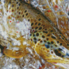 Brown Trout Fish In Water Diamond Paintings