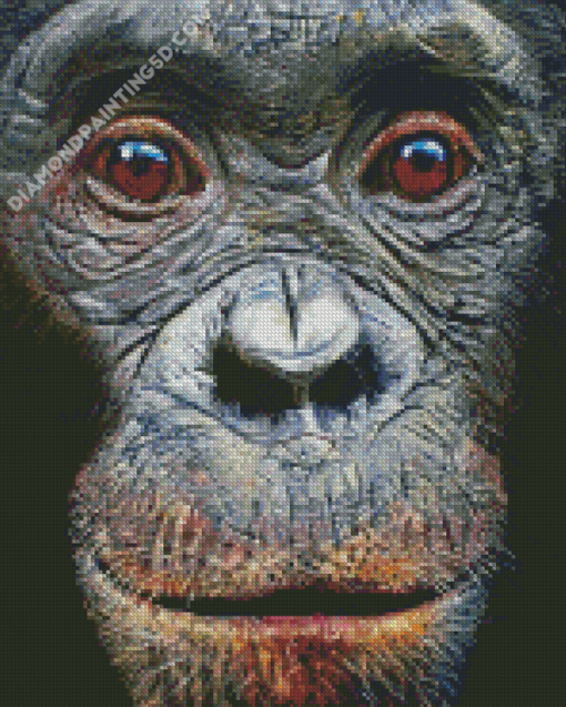 Close Up Bonobo Face Diamond Paintings