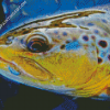 Close Up Brown Trout Fish Diamond Paintings