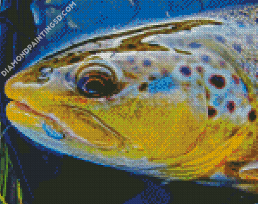 Close Up Brown Trout Fish Diamond Paintings