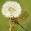 Aesthetic Dragonfly And Dandelion Diamond Paintings