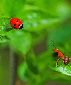 Ant And Ladybug On Leaves Diamond Paintings