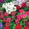 Beautiful Colorful Verbena Flowers Diamond Paintings