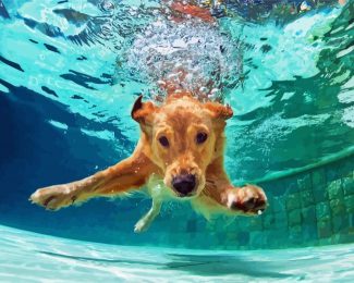 Beige Dogs In Pool Diamond Paintings