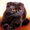 Black Fold Ear Cat Diamond Paintings