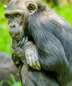Bonobo Monkey Animal Diamond Paintings