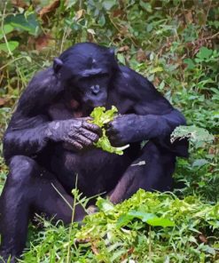 Bonobo Monkey Eating Diamond Paintings