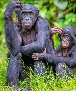 Bonobo Monkey Family Diamond Paintings