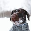 Brown Wire Hair Dog In Snow Diamond Paintings