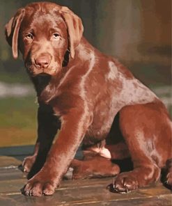 Chocolate Labrador Dog Diamond Paintings