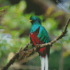 Colorful Quetzal Bird Diamond Paintings