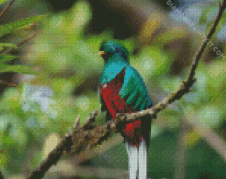 Colorful Quetzal Bird Diamond Paintings