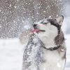 Cute Winter Dog Diamond Paintings