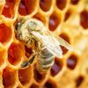 Honeycomb Bee Diamond Paintings