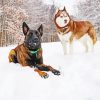 Winter Dogs Diamond Paintings