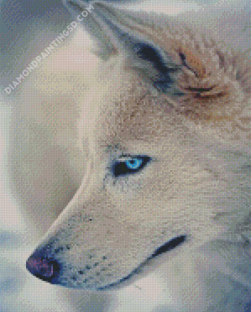 White Wolve Side With Blue Eyes Diamond Paintings