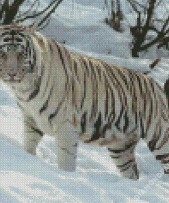 White Siberian Tiger Diamond Paintings