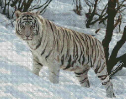 White Siberian Tiger Diamond Paintings