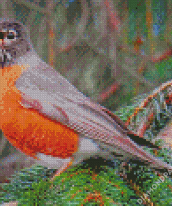 American Robin Birds Diamond Paintings