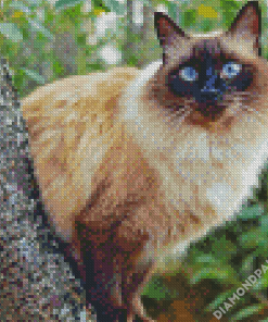 Balinese Cat Animal Diamond Paintings