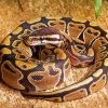 Ball Python Snake Diamond Paintings