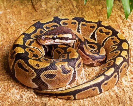 Ball Python Snake Diamond Paintings