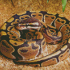 Ball Python Snake Diamond Paintings