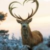 Beautiful Deer Heart Diamond Paintings