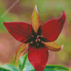 Dark Red Trillium Flower Diamond Paintings