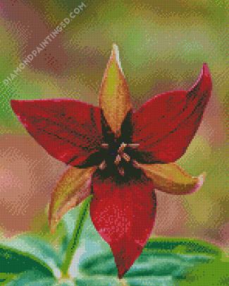 Dark Red Trillium Flower Diamond Paintings