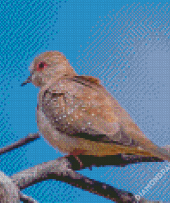 Diamond Dove Bird Diamond Paintings