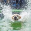 Dog In Water Diamond Paintings